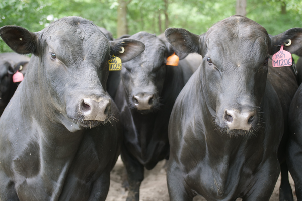 Yon Family Farms and AgSouth Farm Credit