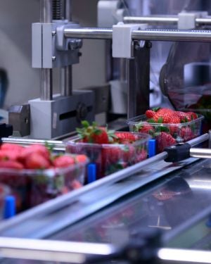AgSouth Capital Markets and Corporate Lending Food Manufacturing Strawberries