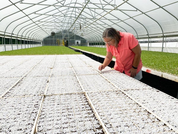 Female farmer looking at plants in greenhouse