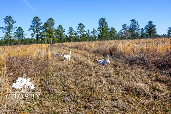 Open field with hunting dogs