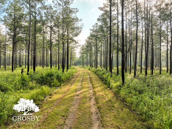 Recreational Land for Sale in Hampton County South Carolina