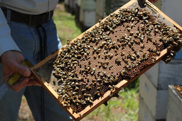 Sanders Honey Company Bee Ag Farm Loan