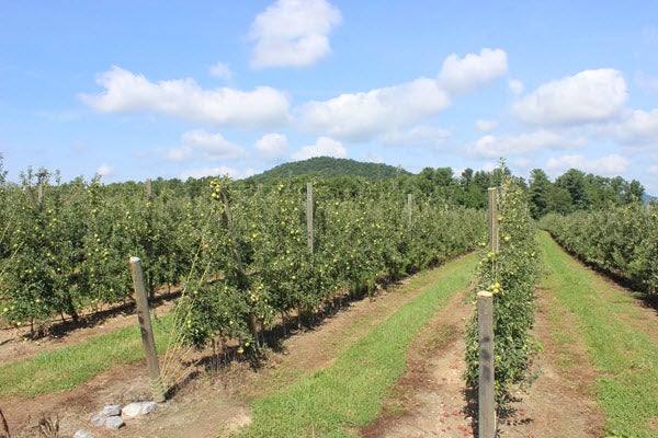 AgSouth Customer Kenny Barnwell apple orchard farm in North Carolina. 