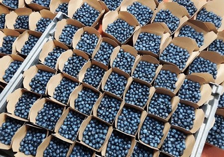 Blueberries in cartons