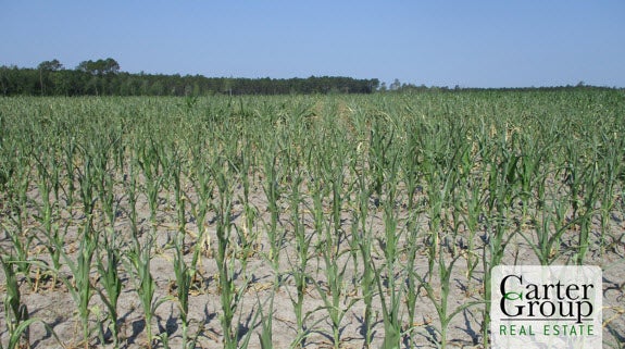 Cornfield