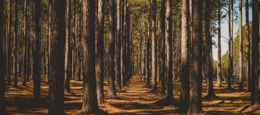 AgSouth customers use their patronage in various ways like paying on their recreational land loan.