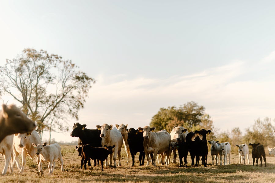 Kristy Arnold with Boggy Creek Farm in Screven Georgia