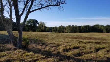 Open field