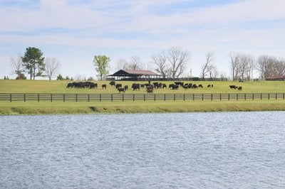 Pond with herd of cows on the other side
