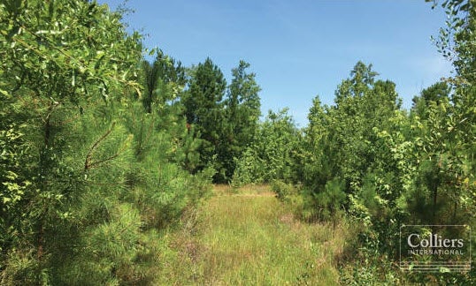 Undeveloped forest land