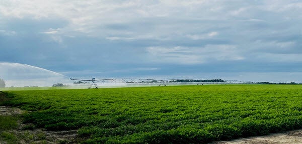 Field being irrigated