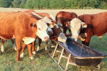 Brown and white cows crowded around a feeding trough