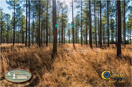 Land covered in tall trees