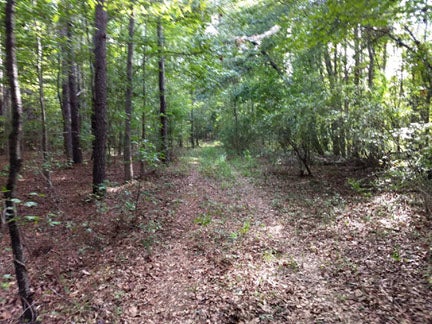 Backwoods path