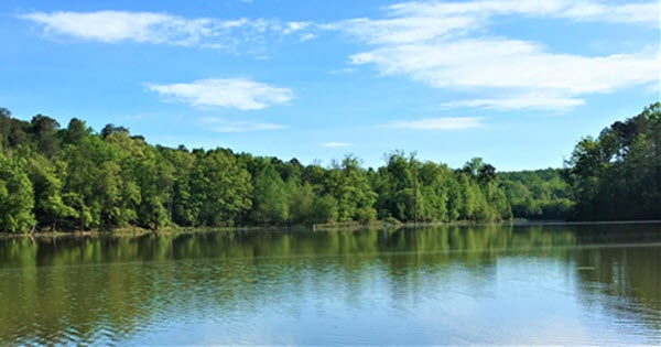 Lakeside forest