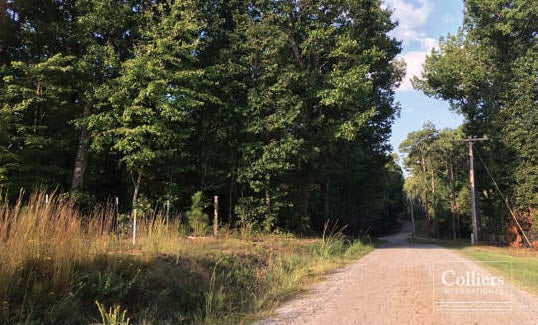 Gravel road through a woods