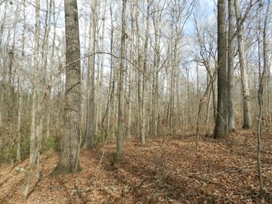 Woods with fallen leaves