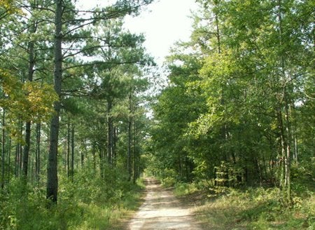 A dirt road with pine trees on either side