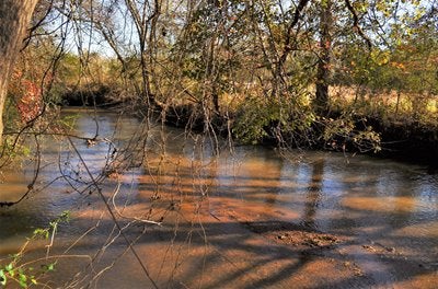 Creek lined with trees
