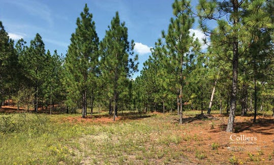 Small pines and red clay