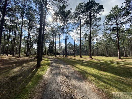 Driveway leading through pine trees