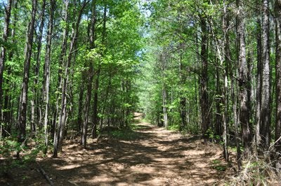 Sunny wooded path