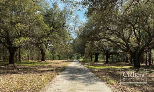 Trees alongside a driveway