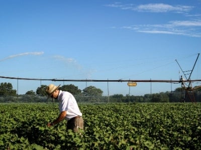 Man working in fields