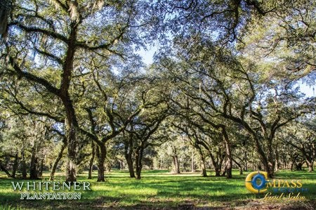 Green land covered in live oak trees