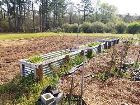 Garden with raised beds