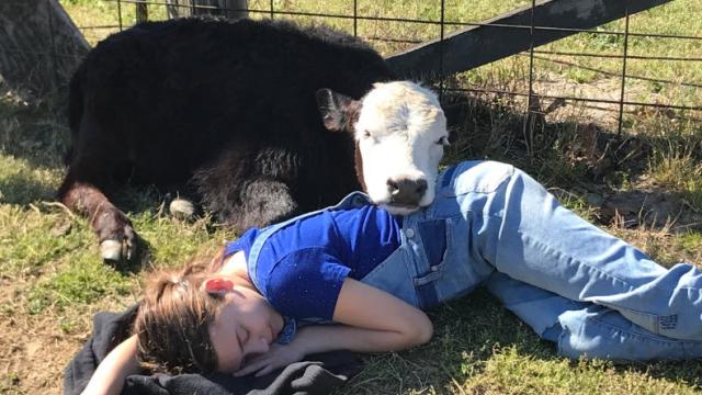Baby cow resting its head on a person's hip