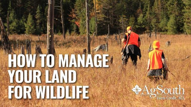 How to Manage Your Land for Wildlife. Having a wildlife management plan is crucial in getting the most out of your recreational land for hunting. We go over common ways you can manage your land to increase wildlife and provide resources for constructing your plan.