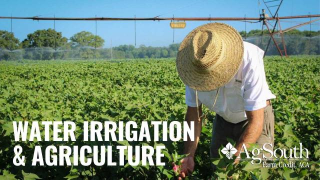 Man in hat tending to the fields