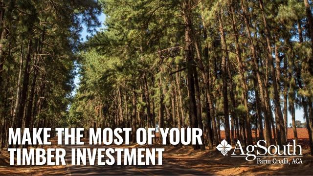 Make the Most of Your Timber Investment