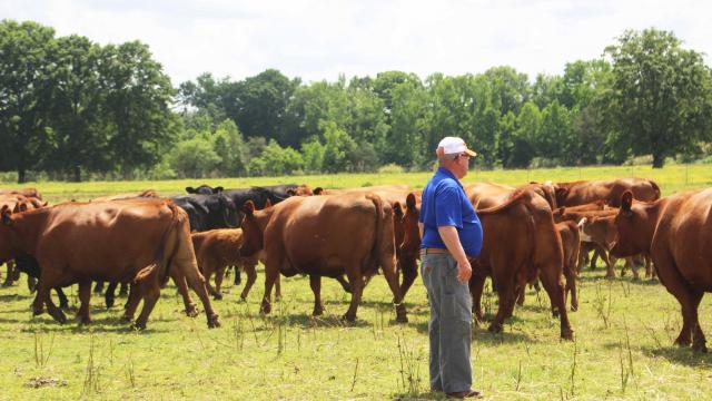 Man standing with a herd of cows