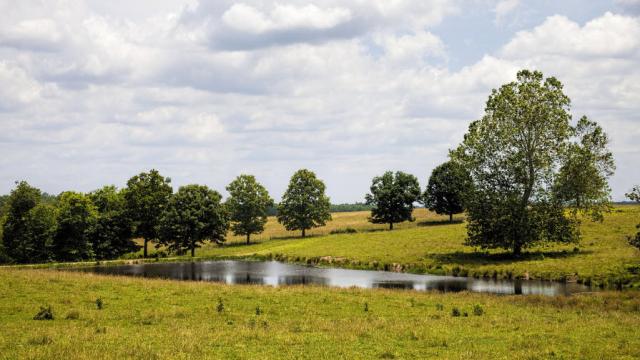 Grassy land with a pond and scattered trees