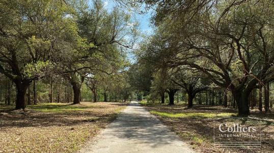 Driveway leading through trees