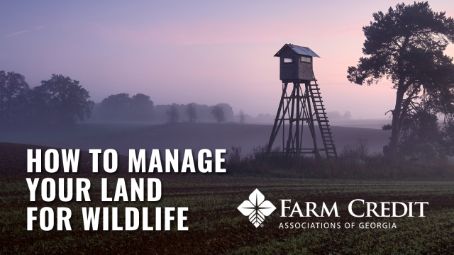 How to Manage Your Land for Wildlife in Georgia