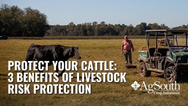 If you’re a cattle producer, buying crop insurance may not be something of which you think you qualify. 3 Benefits of Livestock Risk Protection for your cattle operation are: Your premium can be due AFTER you go to market; There is no minimum number of heads insured; and, Having insurance looks more favorable to lenders.