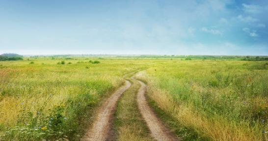 Dirt road cutting through grassy land