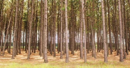 Pine trees