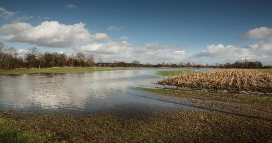 Flooded farmland