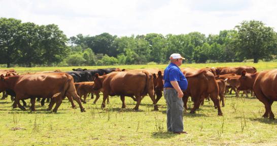 Man standing with a herd of cows