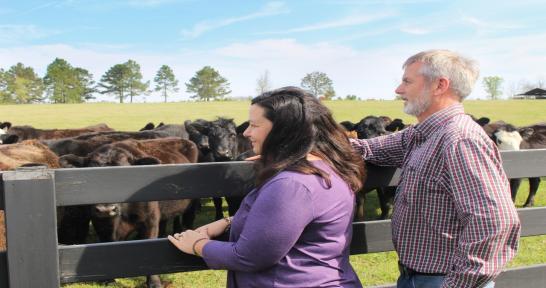 Mike and Donna Collins stand at a fence looking at a herd of cows