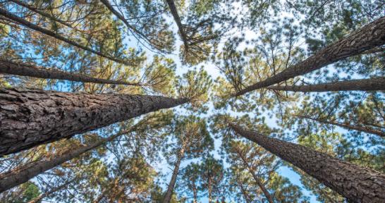 pine trees