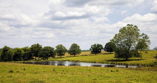 Grassy land with a pond and scattered trees