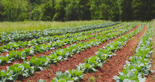 Find budgets and caculators for your commodities in Georgia, North Carolina, and South Carolina.