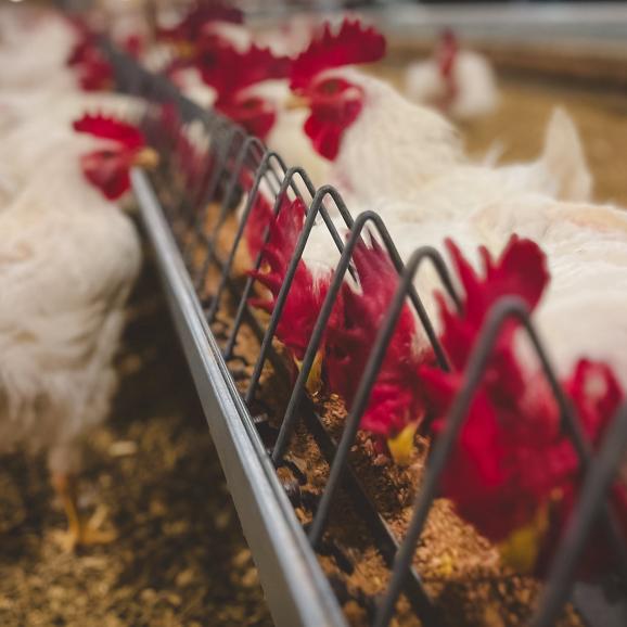 AgSouth is here for agribusiness is a variety of ways, including operating lines, multi-loan structures and more.