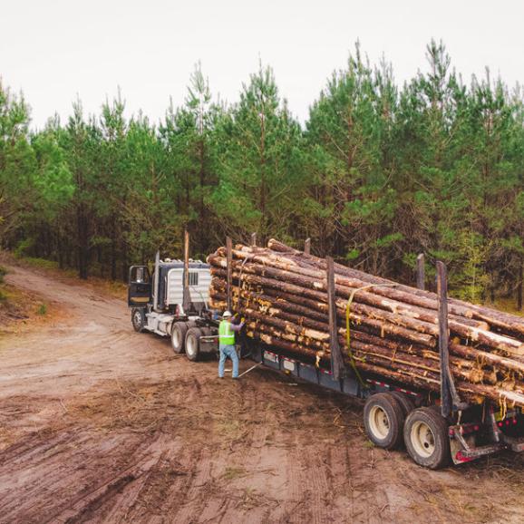 AgSouth supports agribusinesses in the timber and forestry industries.