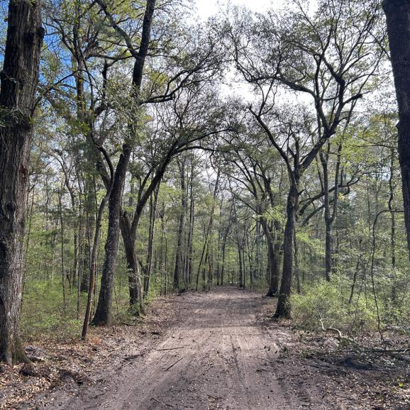 7.34 +/- Acres in Dorchester County, South Carolina